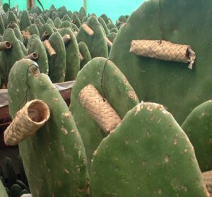 Cochinel_Zapotec_nests