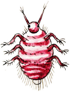 cochineal-illo
